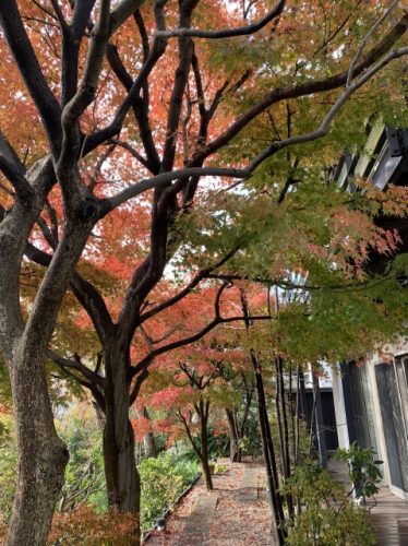 庭師の道具 鋏 安広 伝統道具 – 庭を通じて日々想う事。